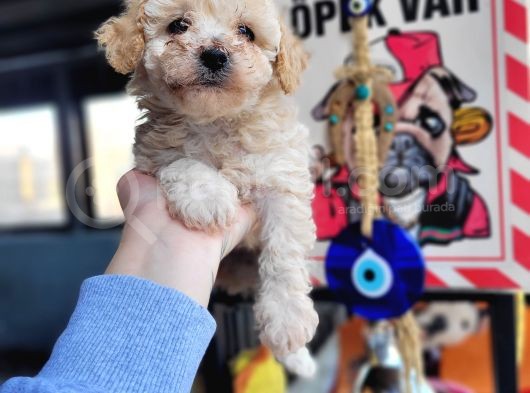 Toy Poodle Bebekler Bursa Köpek Okulu görsel