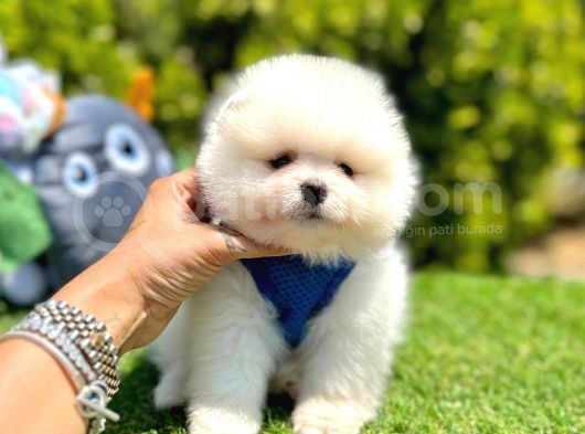 Boo Suratli Pomerani̇an Yavrular görsel