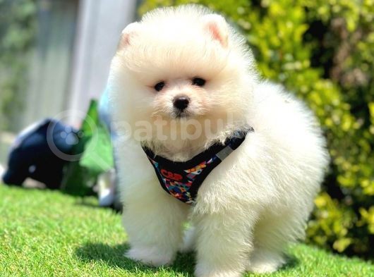Boo Suratli Pomerani̇an Yavrular