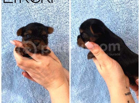 Kilo Garantili Gerçek Teacup Yavrular