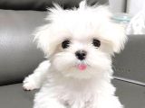 Kar Beyazı Maltese Terrier Bebekler