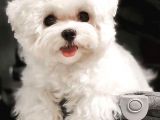 kar beyazı maltese terrier bebekler