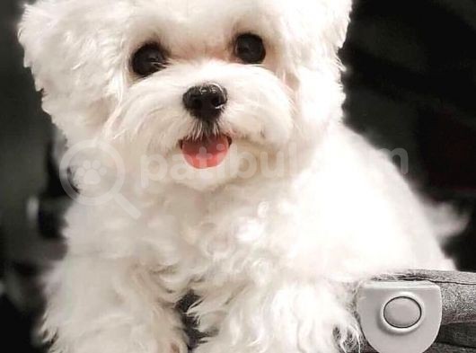 Kar Beyazı Maltese Terrier Bebekler