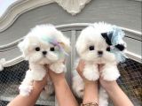 0 NUMARA Maltese terrier bebeklerimiz