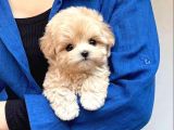 Topaç Gibi Maltipoo