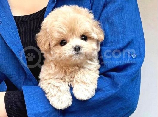 Topaç Gibi Maltipoo görsel