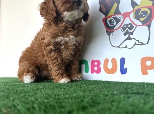 Çift Renk Özel Maltipoo Orjinal Tüy Dökmez Safkan görsel