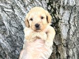 Dost Canlısı Sevimli Maltipoo Yavrular
