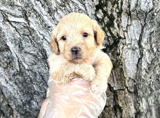 Dost Canlısı Sevimli Maltipoo Yavrular görsel