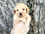 Dost Canlısı Sevimli Maltipoo Yavrular