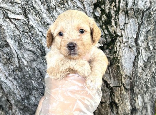 Dost Canlısı Sevimli Maltipoo Yavrular görsel