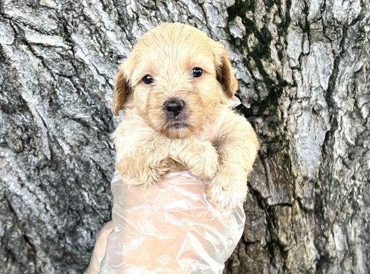 Dost Canlısı Sevimli Maltipoo Yavrular