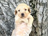 Dost Canlısı Sevimli Maltipoo Yavrular
