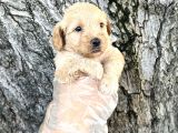 Dost Canlısı Sevimli Maltipoo Yavrular