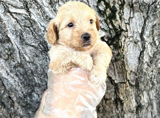 Dost Canlısı Sevimli Maltipoo Yavrular görsel