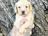 Dost Canlısı Sevimli Maltipoo Yavrular