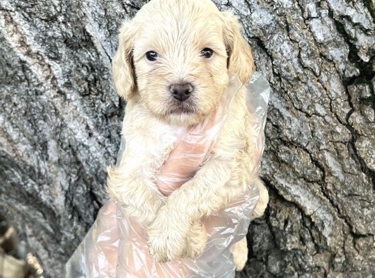 Dost Canlısı Sevimli Maltipoo Yavrular görsel