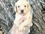 Dost Canlısı Sevimli Maltipoo Yavrular