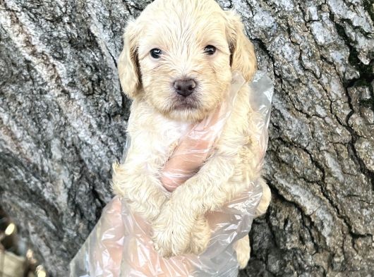 Dost Canlısı Sevimli Maltipoo Yavrular görsel