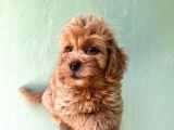 Maltipoo  Yavrularımız Bursa Türkiye Tüm İller Ve Avrupaya  Gönderim Mevcuttur