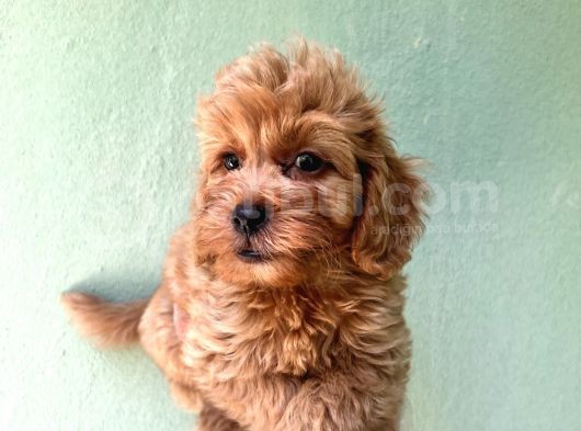 Maltipoo  Yavrularımız Bursa Türkiye Tüm İller Ve Avrupaya  Gönderim Mevcuttur görsel