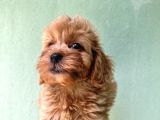Maltipoo  Yavrularımız Bursa Türkiye Tüm İller Ve Avrupaya  Gönderim Mevcuttur