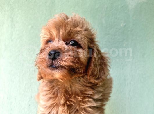 Maltipoo  Yavrularımız Bursa Türkiye Tüm İller Ve Avrupaya  Gönderim Mevcuttur