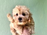 Maltipoo  Yavrularımız Bursa Türkiye Tüm İller Ve Avrupaya  Gönderim Mevcuttur