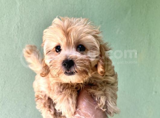 Maltipoo  Yavrularımız Bursa Türkiye Tüm İller Ve Avrupaya  Gönderim Mevcuttur görsel