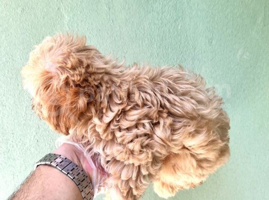 Maltipoo  Yavrularımız Bursa Türkiye Tüm İller Ve Avrupaya  Gönderim Mevcuttur görsel