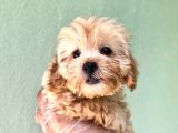 Maltipoo  Yavrularımız Bursa Türkiye Tüm İller Ve Avrupaya  Gönderim Mevcuttur