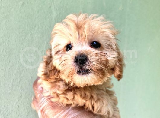 Maltipoo  Yavrularımız Bursa Türkiye Tüm İller Ve Avrupaya  Gönderim Mevcuttur görsel