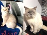 Kendi Kedilerimin Güzel Yavruları
