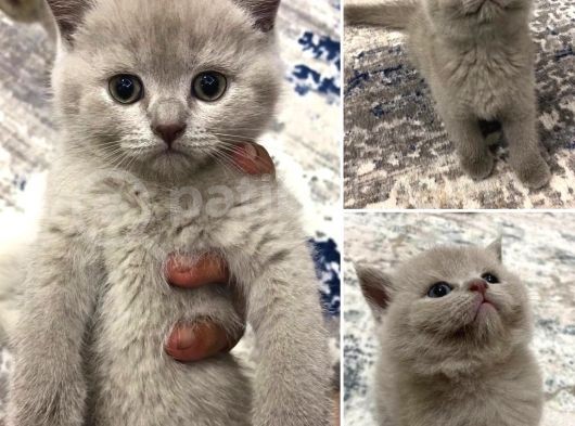 Kendi Kedilerimin Güzel Yavruları görsel