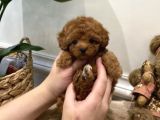 Toy Poodle Yavrularimiz Teacup