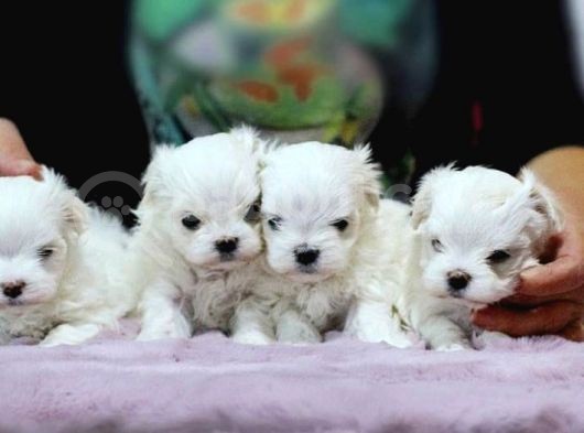 Teacup Maltese Terri̇er Kore Kan Yavrular