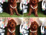 Hipoalerjenik tüylere sahip tüy dökmeyen poodle 