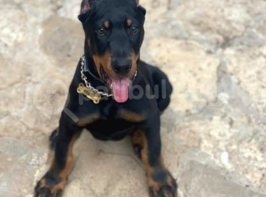Safkan Doberman Yavrular