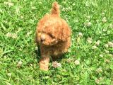 SAFKAN TOYPOODLE