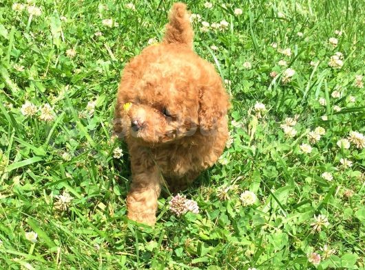Safkan Toypoodle
