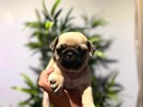 Efsane Pug Mops Yavrularimiz Tesli̇me Hazir