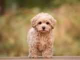 MİNİ BOY MALTİPOO BEBEKLERİMİZ