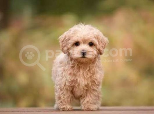 Mi̇ni̇ Boy Malti̇poo Bebekleri̇mi̇z