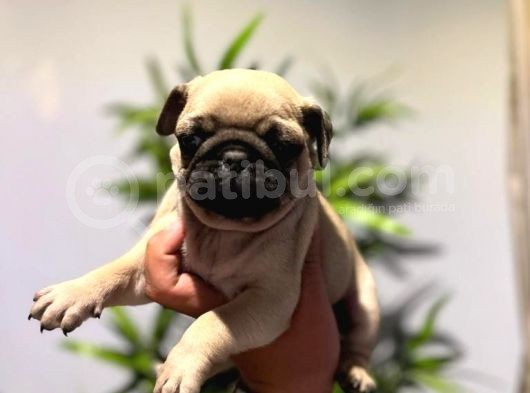 Efsane Pug Mops Yavrularimiz Tesli̇me Hazir görsel