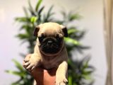 Efsane Pug Mops Yavrularimiz Tesli̇me Hazir