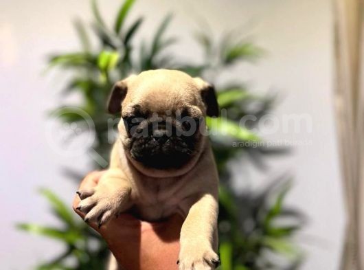 Efsane Pug Mops Yavrularimiz Tesli̇me Hazir görsel