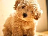 Mi̇ni̇ Boy Malti̇poo Bebekleri̇mi̇z