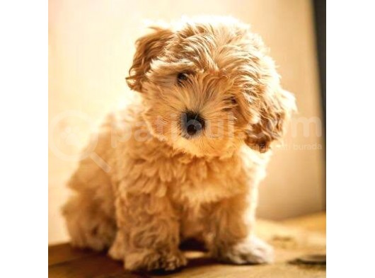 Mi̇ni̇ Boy Malti̇poo Bebekleri̇mi̇z görsel