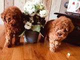 Safkan Toypoodle