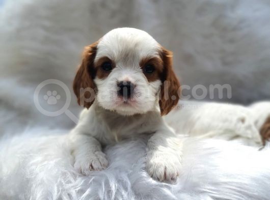 Kraliyet Ailesi Köpeği Cavalier King Charles Yavrularımız